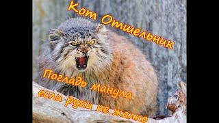 Манул. Pallas's cat . Дикий кот. Обаятельный хищник. вся правда о МАНУЛЕ.