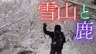 寒波到来 雪山へ 鹿も元気 The strongest cold wave has arrived and we are going out to the snowy mountains.