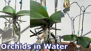 How to Grow Orchids in Water Only, Successfully #2