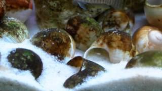 Lamprologus similis fry - Tanganyika shell dwellers - Muszlowce.pl