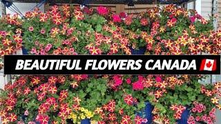 Beautiful Flowers ( CANADA  ) Suraj Rai a Vlogs