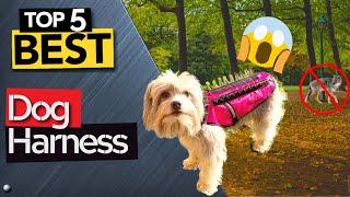  TOP 5 Best Dog Harnesses: Today’s Top Picks