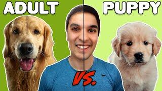 Adopting An Adult Dog Vs. A Puppy | Which is Right For You?