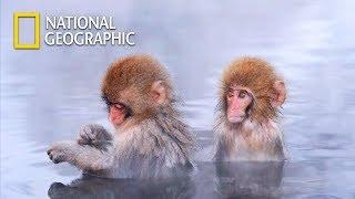 Save Baby Japanese Macaque from the Intruder!｜National Geographic