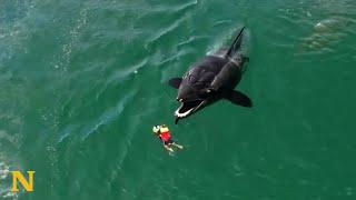 Apex predator approaches unsuspecting paddleboarder