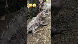 ASMR #shortvirals #trending #iguana #amazing #beautiful #puravida #subscribe