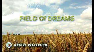 ПОЛЕ МЕЧТАНИЙ. Пшеница. FIELD Of DREAMS. Rüya alanı