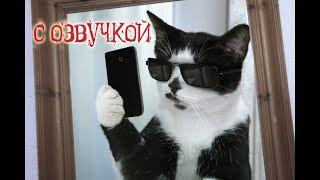 Смешные коты с ОЗВУЧКОЙ от Domi Show - Лучшие приколы МЕМЫ