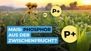 Wie bekommt der Mais den Phosphor aus der Zwischenfrucht?