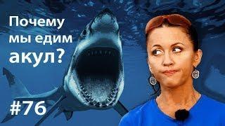 Почему мы едим акул? // Всё как у зверей #76