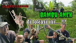 Ternyata banyak BAMBU ANEH / UNIK disini...!!! @asrekhbarkunnyalimaung3981