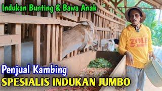 Ready Indukan Jumbo Buntingam Harga Merakyat  Siap Kirim Sampai Tempat