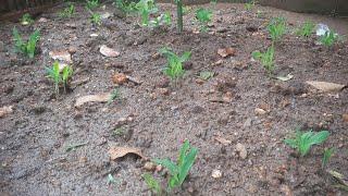 Copy of Meet my 6 days old corn in the rain!