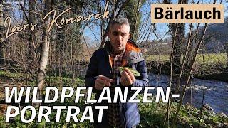 Wildpflanzenporträt Bärlauch - #wildpflanzen #pflanzenliebe