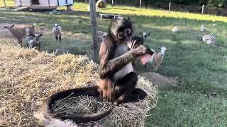 Outside with the monkeys 🩵#baby #monkeys #pets #animals