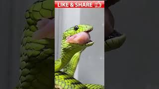 || 2week Old BABY MAMBAS Feeding  || JippyWaris Offical || #new #viral #short #ytshortsviral