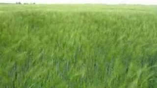 Waving grain in the fields near the coast of the Wadden Sea