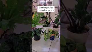 3 strategies for watering plant: watering guide #gardeningvideos #greengardening