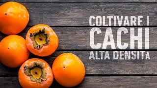 CACHI: POTATURA E GESTIONE IN UN IMPIANTO AD ALTA DENSITÀ