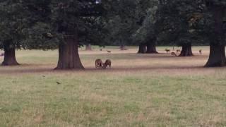 Red deer stags in battle | Woburn deer park, Beds.