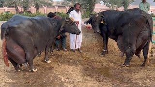 30 Kg+ Milking Record Buffaloes of Haji Shaukat Doggar of Multan