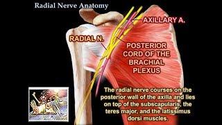 Radial Nerve Anatomy - Everything You Need To Know - Dr. Nabil Ebraheim