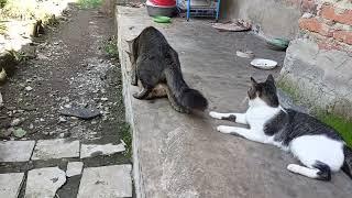 Kucing kawin menunggu giliran