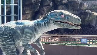 RAPTOR ENCOUNTER … JURASSIC WORLD VELOCIRAPTOR BLUE  LIVE JULY 2024… (SICKLE-CLAWED DINOSAUR)