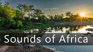 The sounds of dawn in the African bush