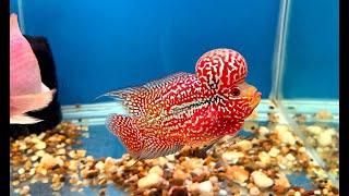 Amazing Super Red King Kamfa Flowerhorn Fish | Flowerhorn Boss