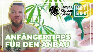 So ziehst du deine ersten Pflanzen hoch: Tipps von Royal Queen Seeds Grower Sebastian