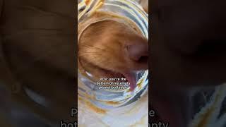 Dog lick ASMR  #shorts #dachshund #puppy #dog #asmr