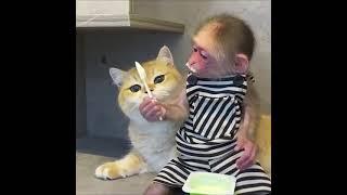 Кот и обезьяна - крепкая дружба.
