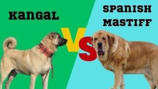 Kangal vs Spanish Mastiff | #dogs #doglover #dogshorts