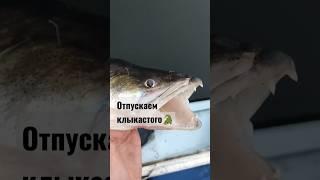 Отпускаем судака, вольяжно уплыл#рыбалка#судак#поймалотпустил#fishing#zander#short