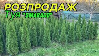 Туя "Смарагд" - РОЗПРОДАЖ !!!