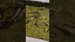 Ikan Nila Berebut Makan Lumut