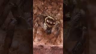 Jumping Spider Munchies