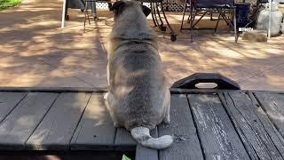 Eclipse Shadows Amaze Pug Dog - HOUSTON, Texas