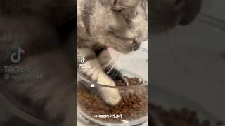  #cat #najim #catvideos #azikboom #mushuk #catlike #catfunny #catlover #funny #mycat