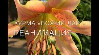  Хурма «Божий Дар» / Реанимация .