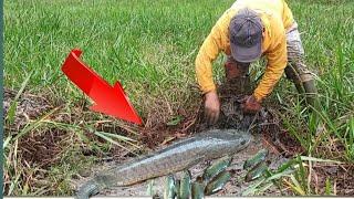 Unexpected!!! In the dry swamp, many snakehead fish are hidden