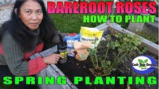 PLANTING BAREROOT ROSES - Spring Planting with Marcelina Noss