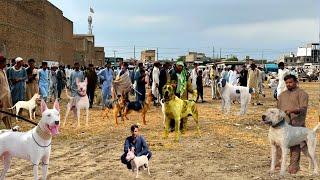 Pakistan  Ki Mashoor Kohat Dogs  Mandi | Pk Animals