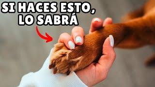 12 FORMAS de decirle a tu perro que LO AMAS (y que pueda ENTENDER)