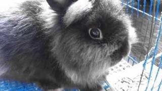 My rabbit.