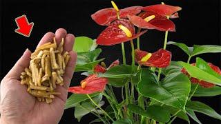 Don't Throw It Away! It Makes Anthurium Grow Fast And Bloom Crazy!