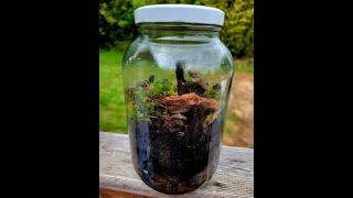 Funventures Makes a Sealed Jar Terrarium