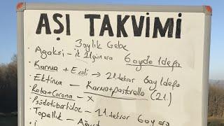 Efsane Koyun Aşı Takvimi #koyun #aşı #hayvancılık