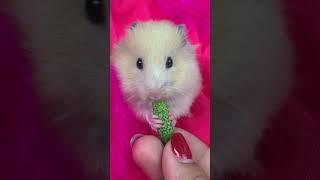 Rich Hamster Eating